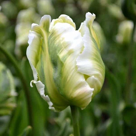 Тюльпан White Parrot