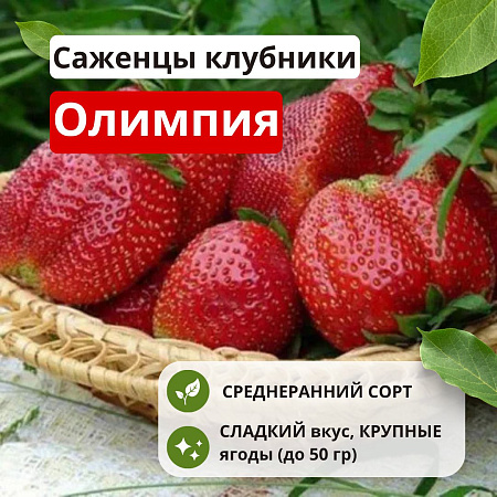 Клубника Олимпия