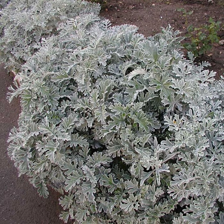 Цинерария Цинерария