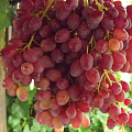 Виноград Велес Виноград Велес