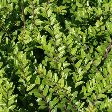 Жимолость шапочная Variegata