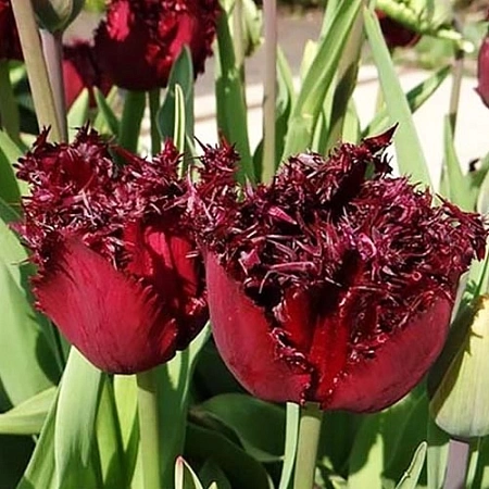 Тюльпан Labrador (5 шт. в уп.)