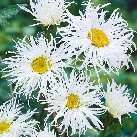 Нивяник Old Court Variet Нивяник Old Court Variet