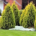 Туя западная Салланд 40-60 см Туя западная Салланд 40-60 см