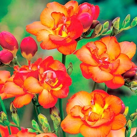 Фрезия Double Orange (уп. 10 шт)