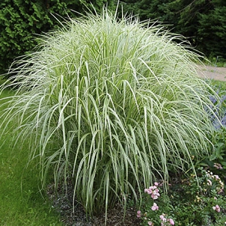 Мискантус китайский Vаriegatus 30-40 см Мискантус китайский Vаriegatus 30-40 см