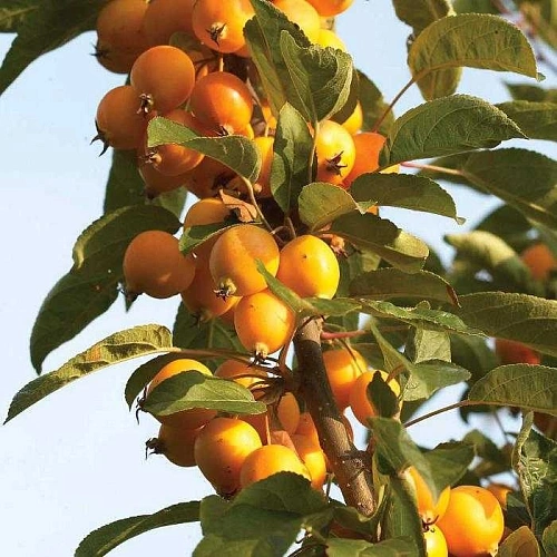 Яблоня декоративная Golden Hornet 180 см C20 Яблоня декоративная Golden Hornet 180 см C20