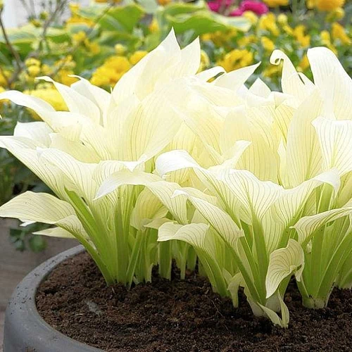 Хоста White Feather (уп. 1 шт) Хоста White Feather (уп. 1 шт)