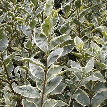 Бирючина Argenteum Бирючина Argenteum