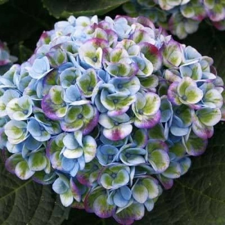 Гортензия крупнолистная Magical