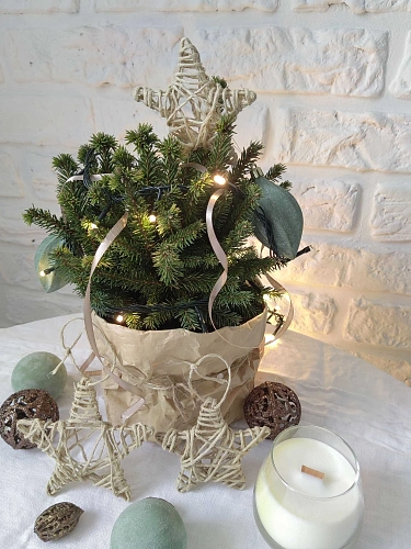 Ель Пумила Глаука d-20 см обыкновенная Ель Пумила Глаука d-20 см обыкновенная