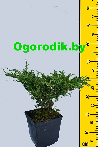 Можжевельник горизонтальный Андорра Вариегата 40-50 см Можжевельник горизонтальный Андорра Вариегата 40-50 см
