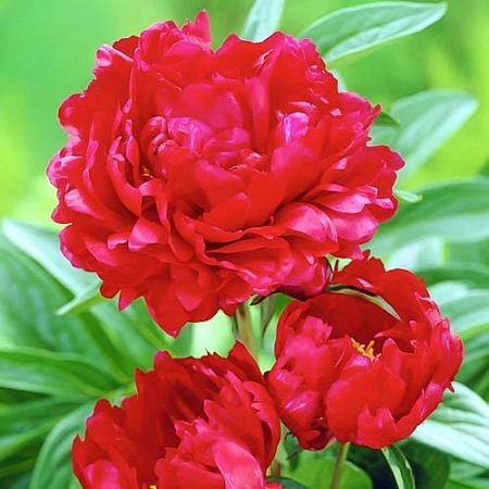Пион Red magic
