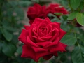 Роза чайно-гибридная Burgund (горшок C4) Роза чайно-гибридная Burgund (горшок C4)