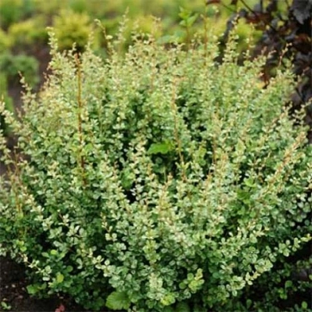 Барбарис Тунберга Kelleris 30-40 см