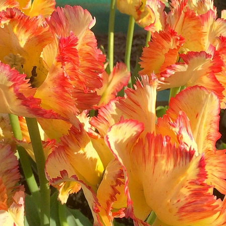 Тюльпан Carribean Parrot (5 шт. в уп.)