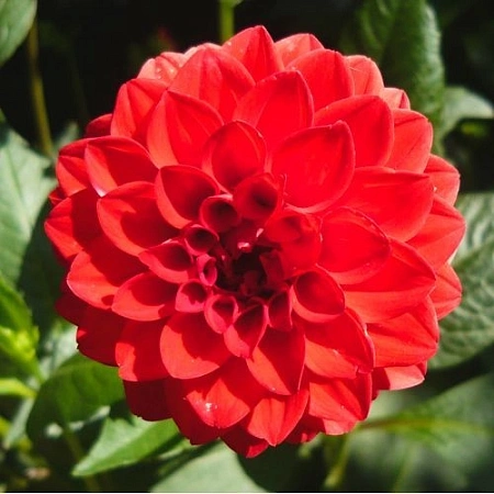 Георгина Ball Red Cap