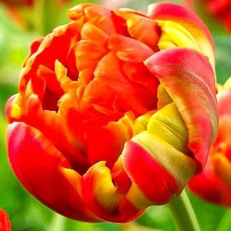 Тюльпан Princess Unique (8 шт. в уп.)