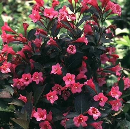 Вейгела Tango 40-60 см