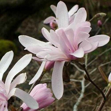 Магнолия Rosea