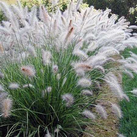 Пеннисетум Alopecuroides Пеннисетум Alopecuroides