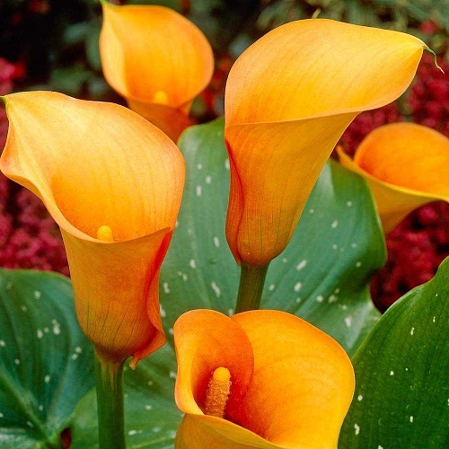 Калла Orange County (уп. 1 шт) Калла Orange County (уп. 1 шт)