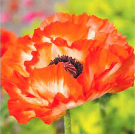 Мак Place Pigalle (уп. 1 шт)