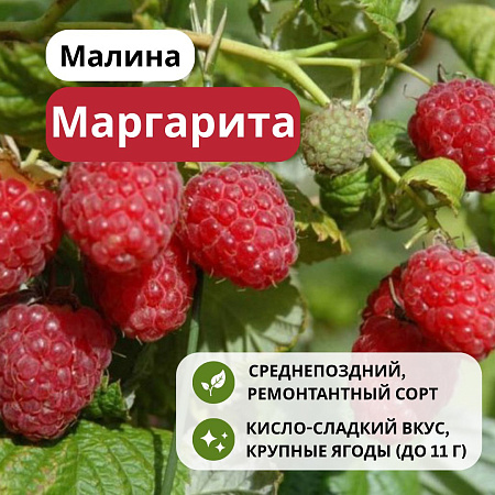 Малина Маргарита С3 Малина Маргарита С3