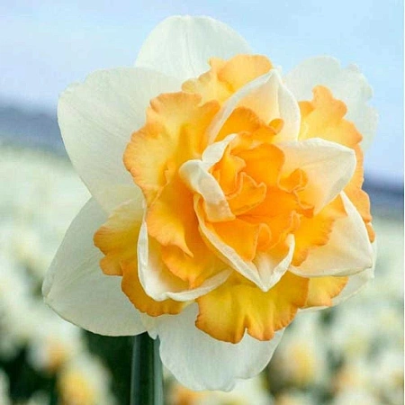 Нарцисс Golden Pearl