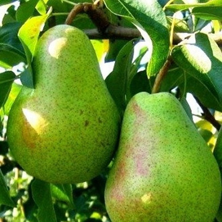 Груша Бере Александр Люка