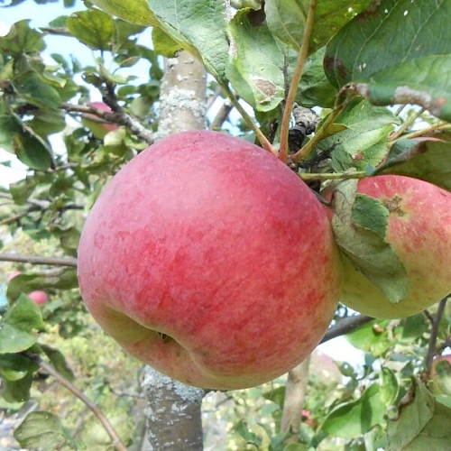 Яблоня Память Коваленко Яблоня Память Коваленко