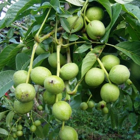 Грецкий орех Великан