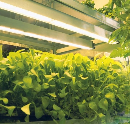 Светильник светодиодный ДДП06-3х8-004 HOME FARM Светильник светодиодный ДДП06-3х8-004 HOME FARM