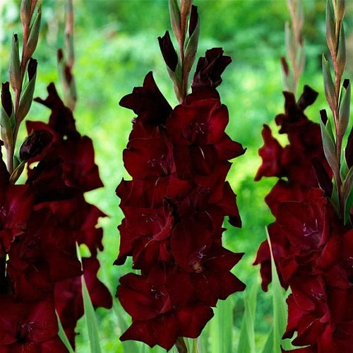 Гладиолус Burgundy (уп. 7 шт) Гладиолус Burgundy (уп. 7 шт)