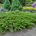 Можжевельник Тамарисцифолия С3 Можжевельник Тамарисцифолия С3