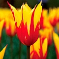 Тюльпан Fire Wings (10 шт. в уп.) Тюльпан Fire Wings (10 шт. в уп.)