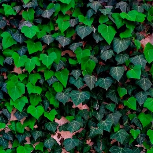 Плющ Крымский Плющ Крымский