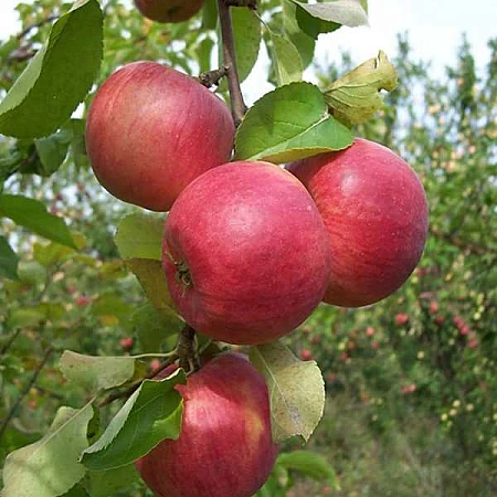 Яблоня Сябрына (однолетка) Яблоня Сябрына (однолетка)