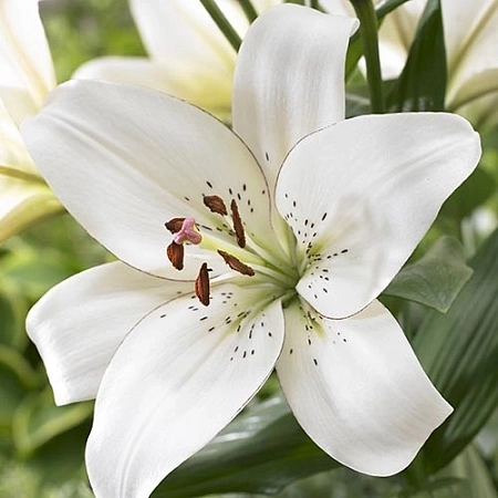 Лилия Eyeliner (3 шт. в уп.)