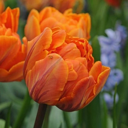 Тюльпан Orange Princess (5 шт. в уп.)