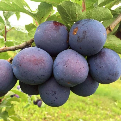 Слива Кромань Слива Кромань