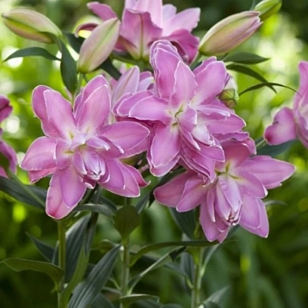 Лилия Lotus Wonder (уп. 1 шт)