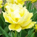 Тюльпан Exotic Sun (5 шт. в уп.) Тюльпан Exotic Sun (5 шт. в уп.)