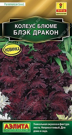 Колеус блюме Блэк дракон (АЭЛИТА) Колеус блюме Блэк дракон (АЭЛИТА)