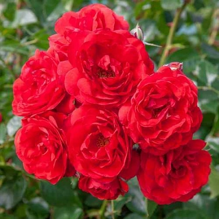 Роза почвопокровная Скарлет Мейяндекор (Scarlet Meillandecor) ярко-красная С4