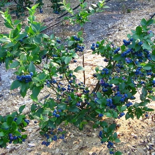 Кора сосновая (смесь для голубики), 50 л Кора сосновая (смесь для голубики), 50 л