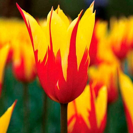 Тюльпан Fire Wings (10 шт. в уп.)