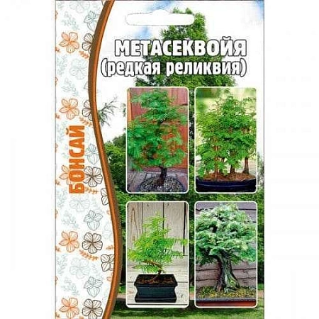 Метасеквойя, 10 шт (Ред сем)