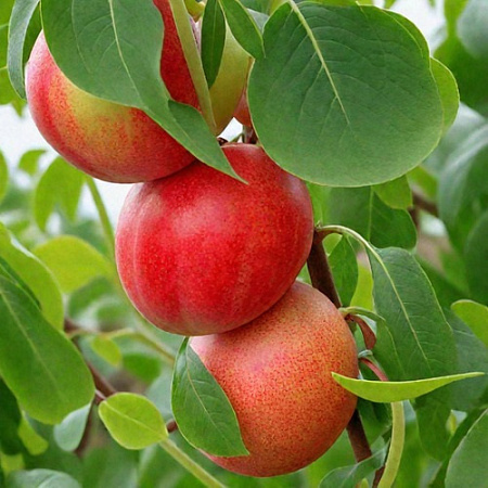 Нектарин Фантазия