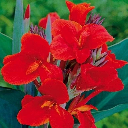 Канна Red President (уп. 1 шт)
